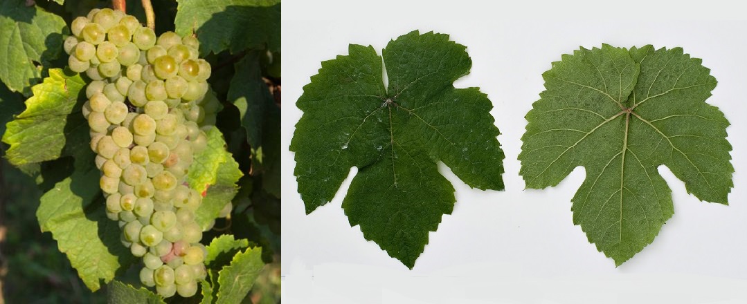 Aubin Vert - Weintraube und Blatt