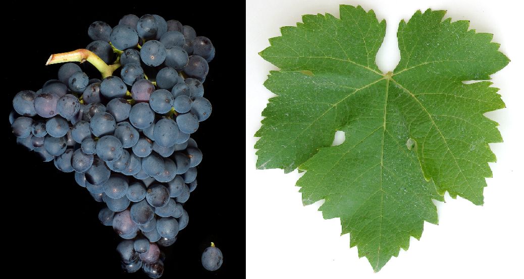 Aubun - Weintraube und Blatt