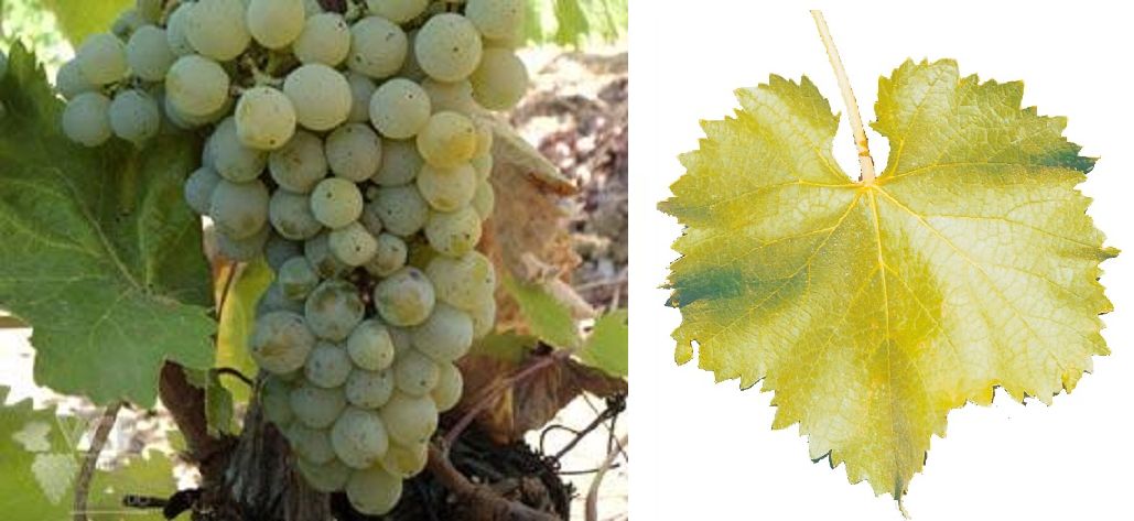 Azal Branco - Weintraube und Blatt