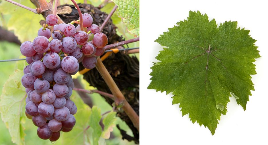 Bagrena - Weintraube und Blatt