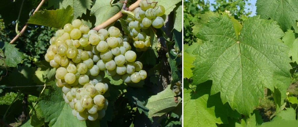 Bianco d’Alessano - Weintraube und Blatt
