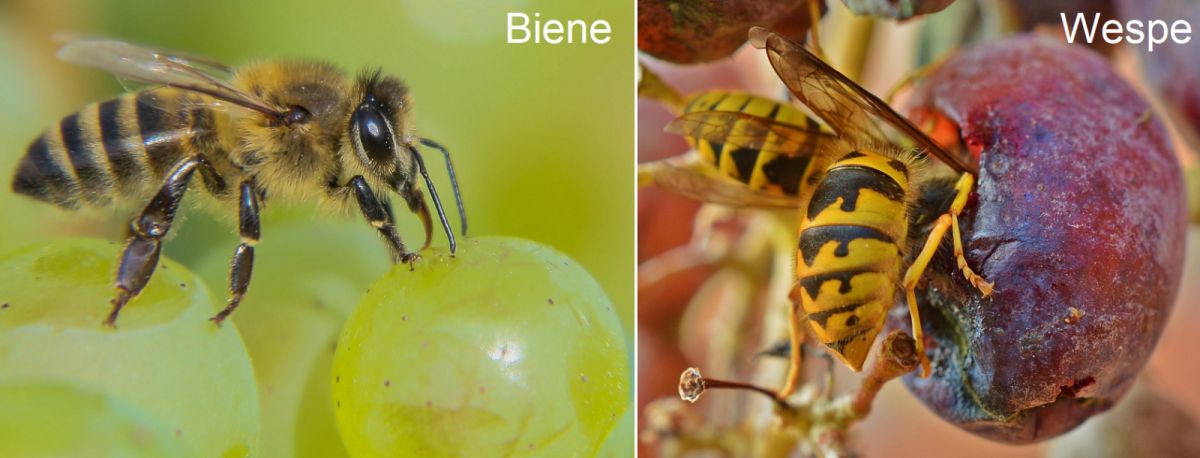 Biene - Biene und Wespe auf Weinbeere
