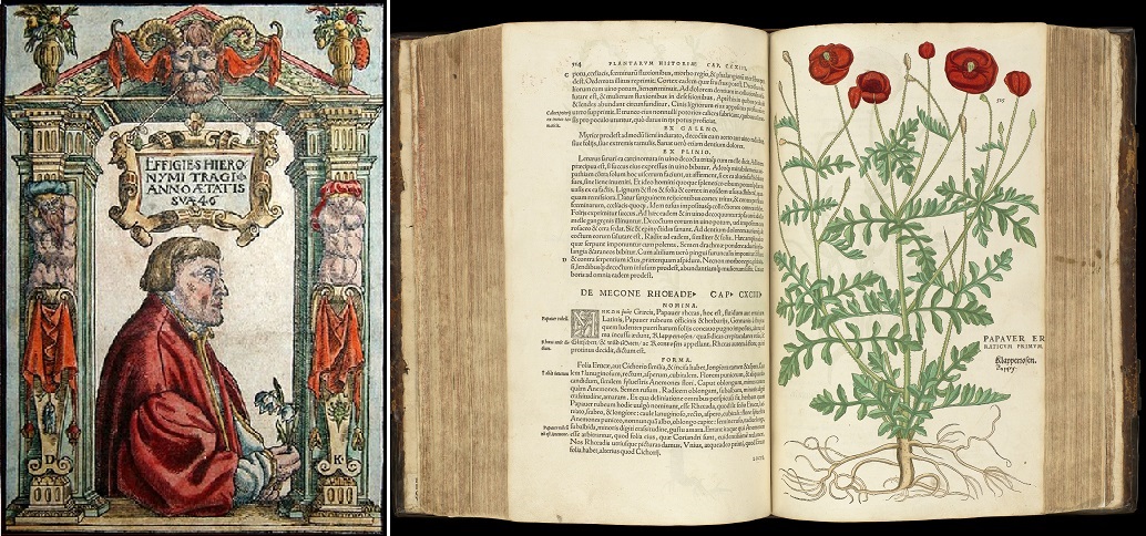 Bosch Hieronymus - Bosch-Zeichnung und Kräuterbuch