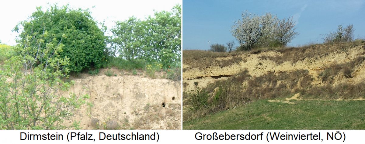 Bodentyp - Löss  (Dirmstein Pfalz und Großebersdorf NÖ)
