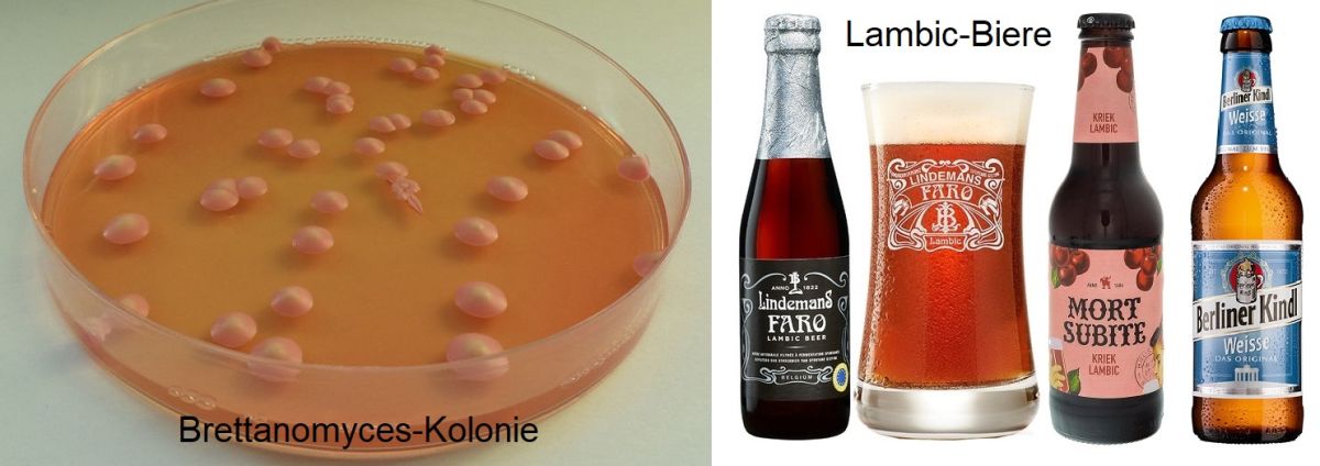 Bretaanomyces - Kultur und Bierflaschen