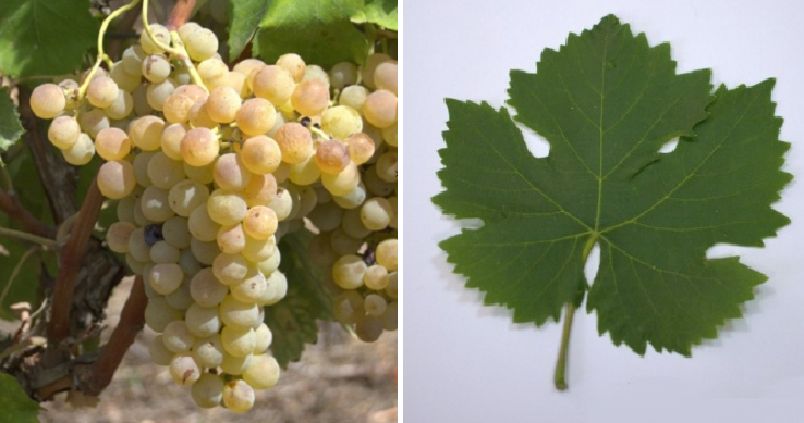 Brustiano Bianco (Licronaxu Bianco) - Weintraube und Blatt
