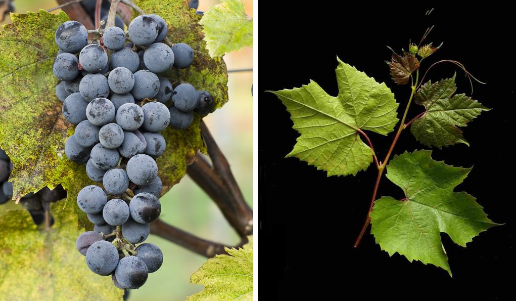 Cascade - Weintraube und Blatt