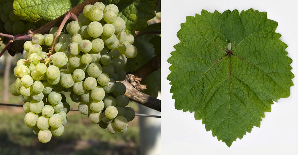 Cascal - Weintraube und Blatt