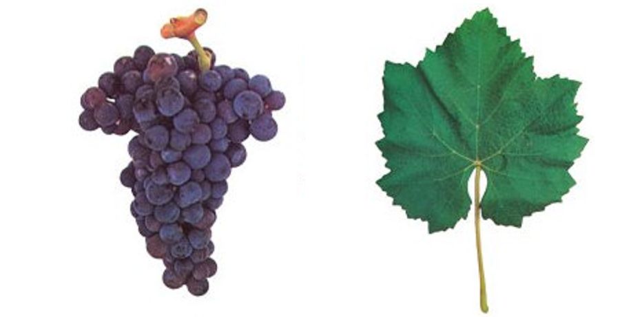Castelão Francês - Graphik mit Weintraube und Blatt