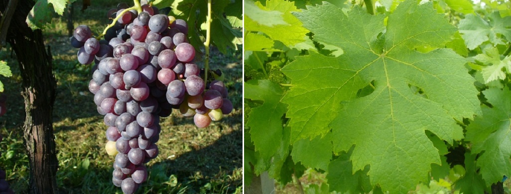 Catanese Nero - Weintraube und Blatt