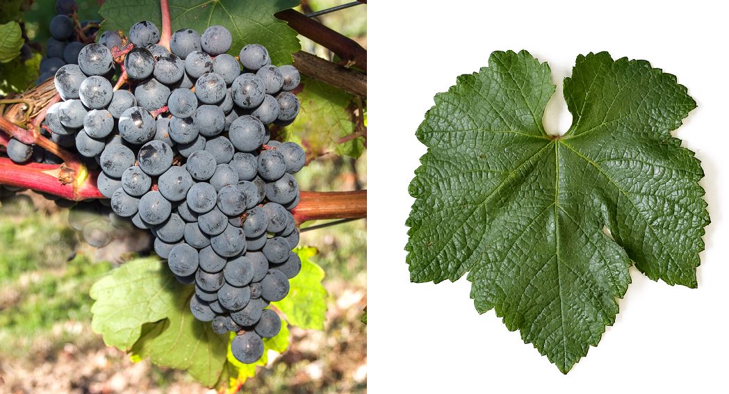 Charentsi - Weintraube und Blatt