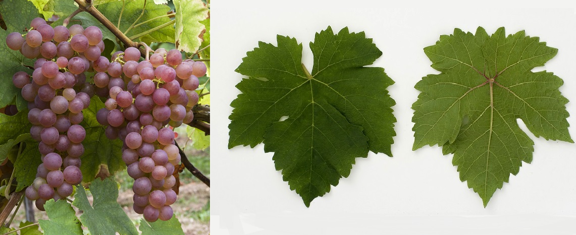 Chasselas Rose - Weintraube und Blätter