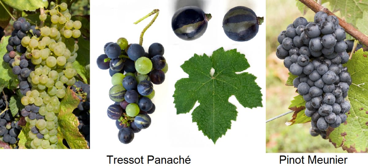 Chimäre - Tressot Panaché und Pinot Meunier