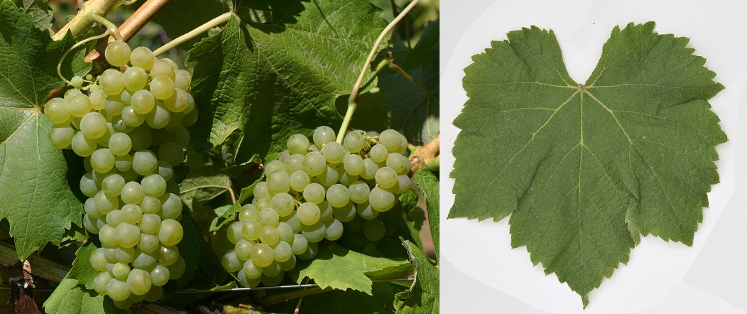 Colombard - Weintrauben und Blatt