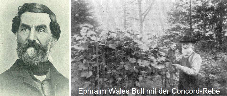 Concord - Ephraim Wales Bull mit der Concord-Rebe