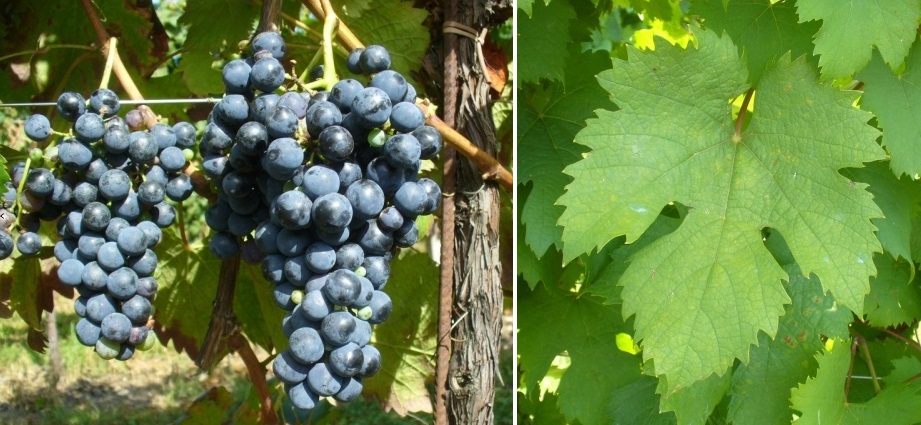 Corbina - Weintraube und Blatt