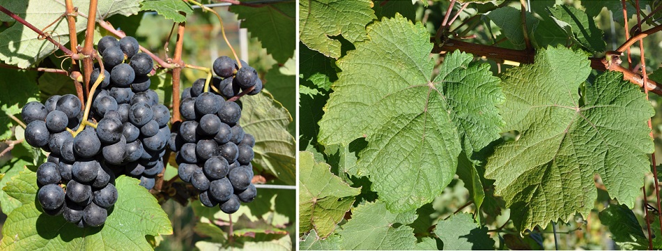 Courbu Noir - Weintraube und Blätter