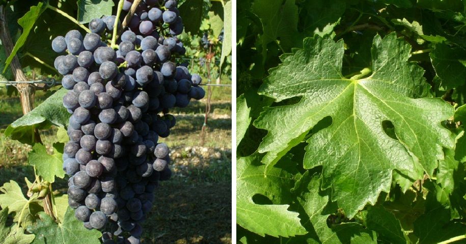 Dindarella - Weintraube und Blatt