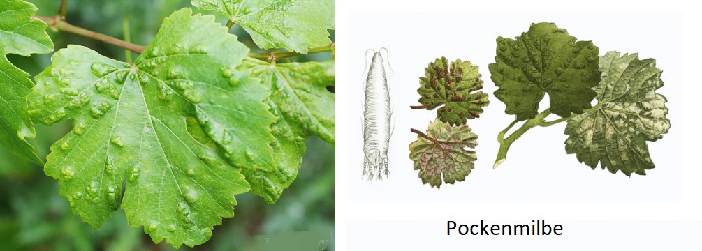 Filzkrankheit - Blatt und Pockenmilbe mit Blättern