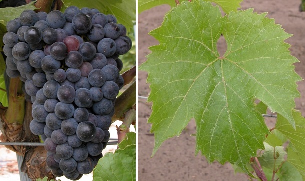 Garonnet - Weintraube und Blatt
