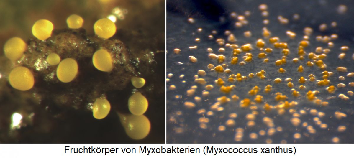Geosmin - Fruchtkörper von Myxobakterien (Myxococcus xanthus)