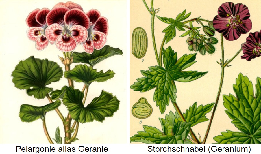 Geranienton - Pelargonie (Geranie) und Storchschnabel