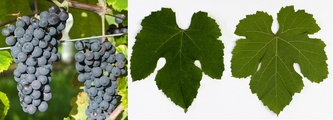 Herbemont - Weintraube und Blatt