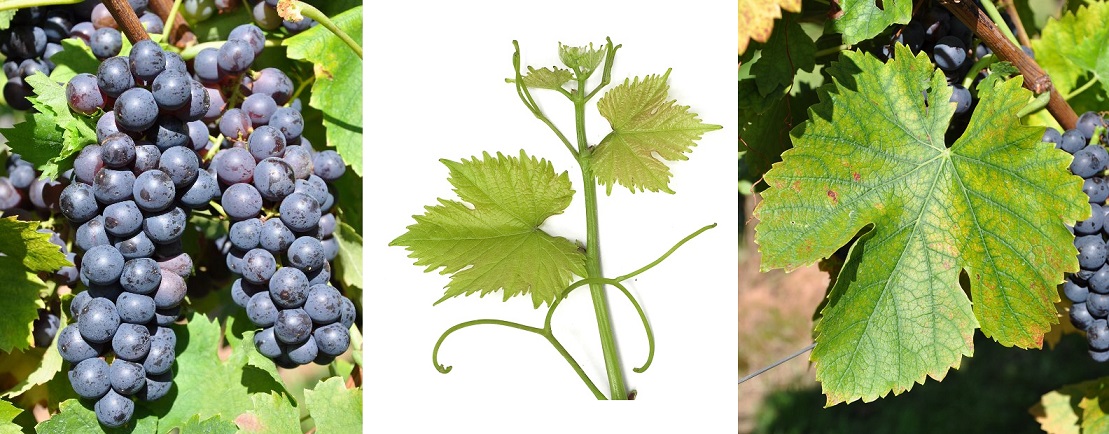 Ingram’s Muscat - Weintraube und Blätter
