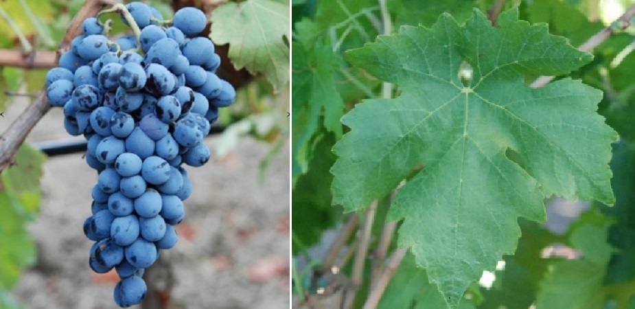 Inzolia - Weintraube und Blatt