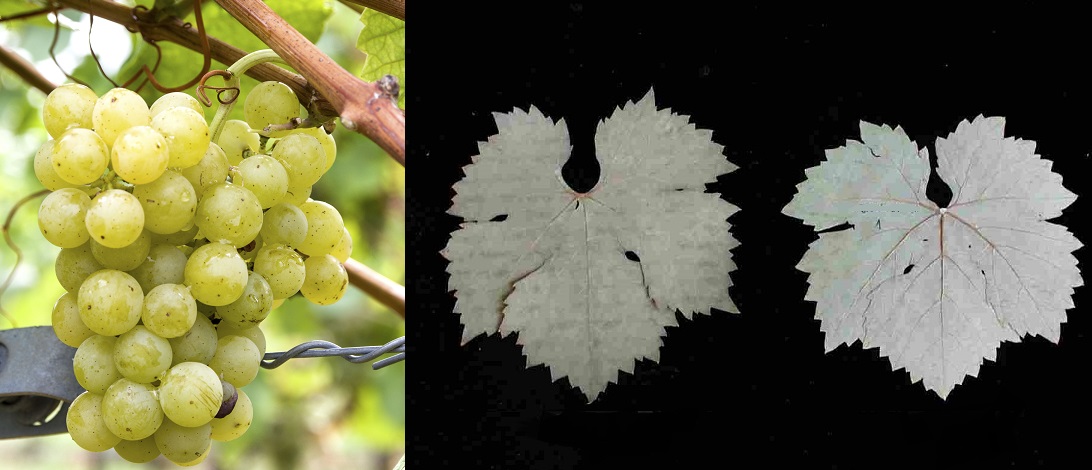 Irsai Olivér - Weintraube und Blatt