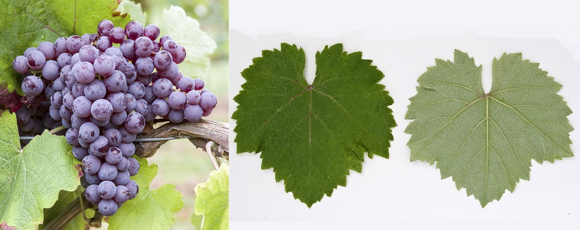 Kövidinka - Weintraube und Blatt