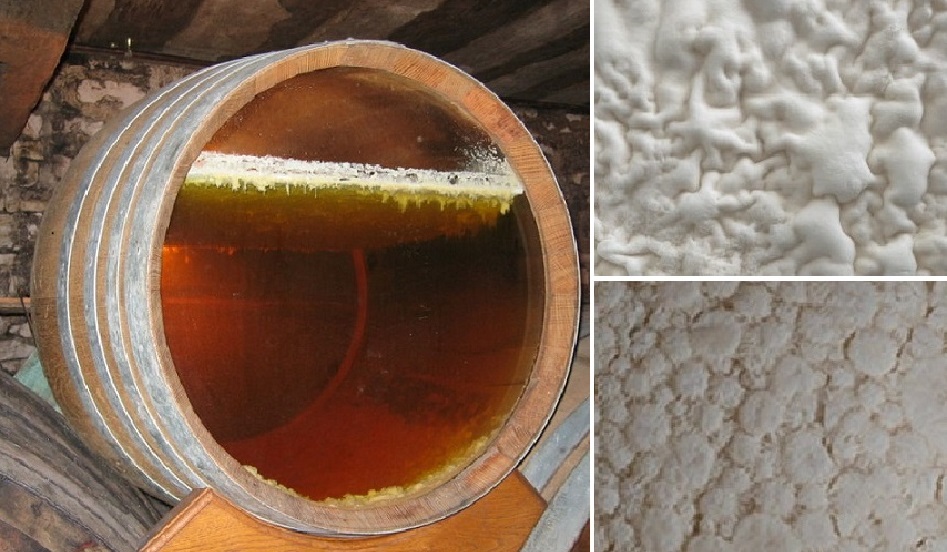 Kahm - Wein mit einer Kahmschicht und zwei Beispiele der Haut