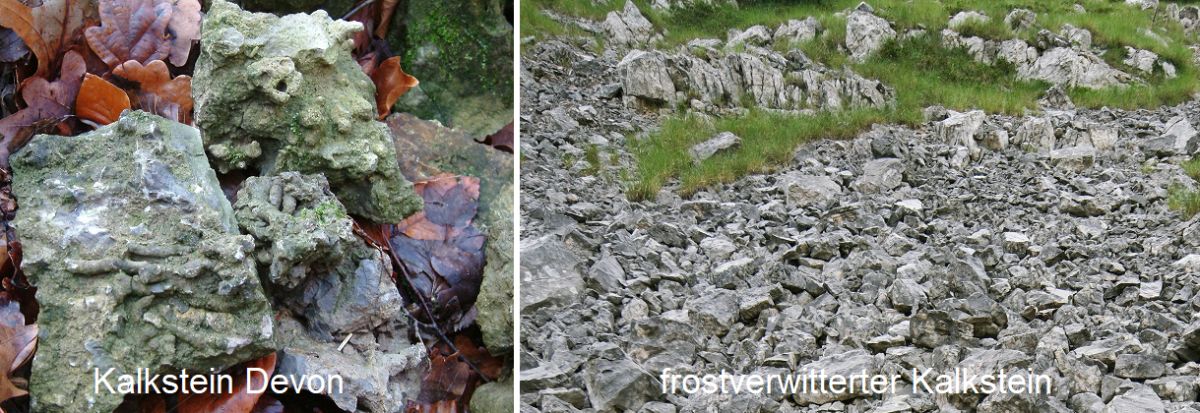 Bodentyp - Kalkstein aus dem Devon und frostverwitterter Kalkstein
