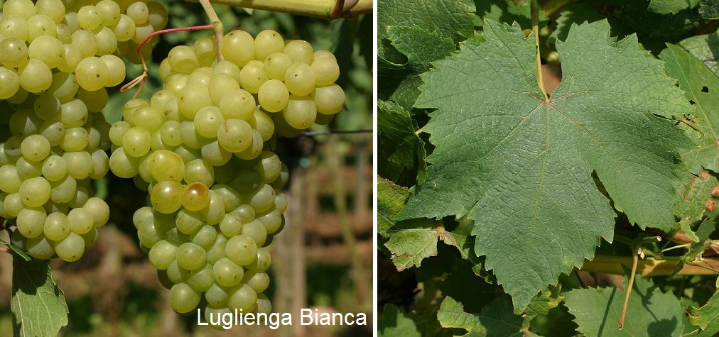 Luglienga Bianca - Weintraube und Blatt