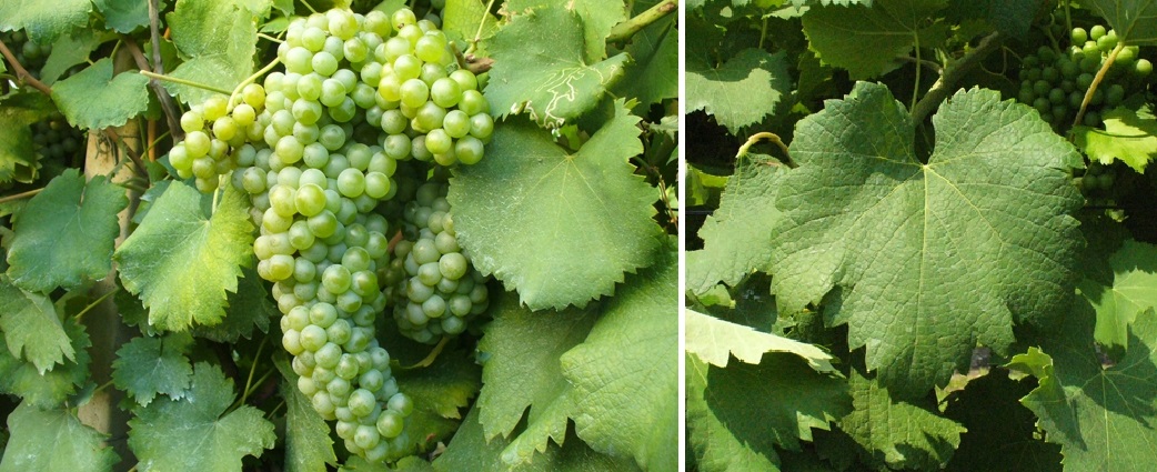 Lumassina - Weintraube und Blatt