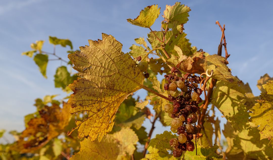 Martinisommer - Weingarten, verdorrte Blätter und getrocknete Weintraube