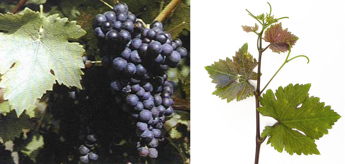 Menoir - Weintraube und Blatt