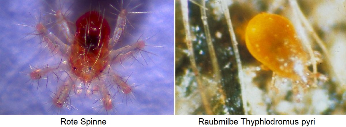 Milben - Rote Spinne und  Raubmilbe Thyphlodromus pyri