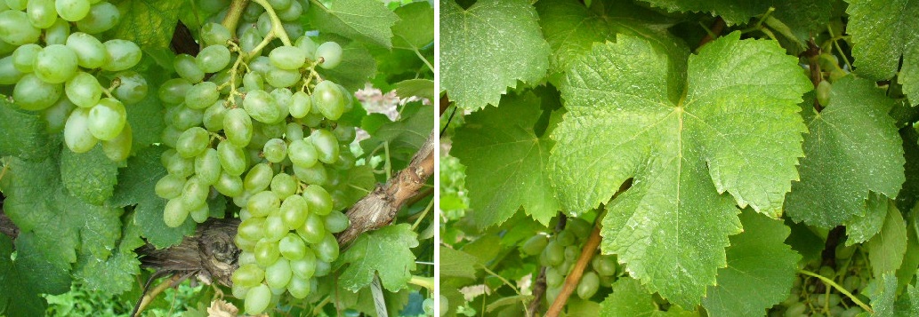 Minella Bianca - Weintraube und Blatt