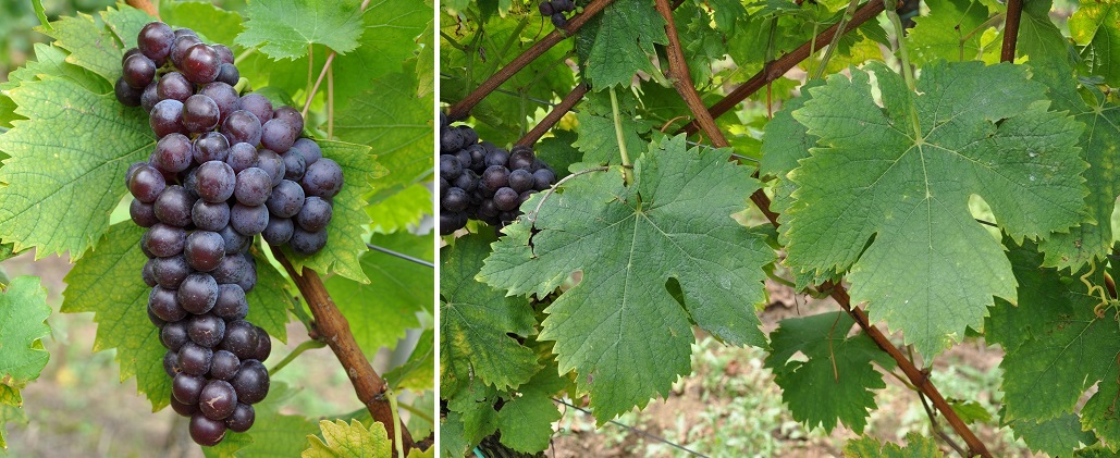 Muscat Noir - Weintraube und Blatt