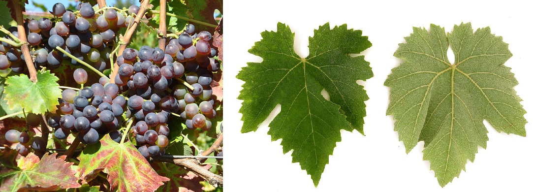 Negroamaro - Weintraube und Blatt