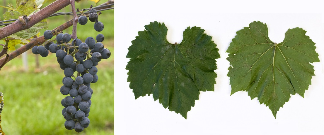 Pinard - Weintraube und Blatt