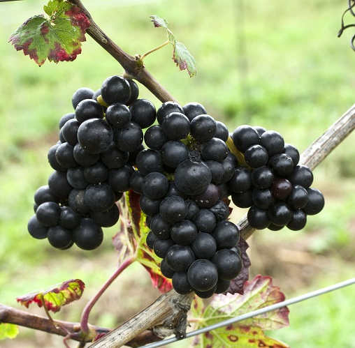 Pinot Tete de Negre - Weintraube