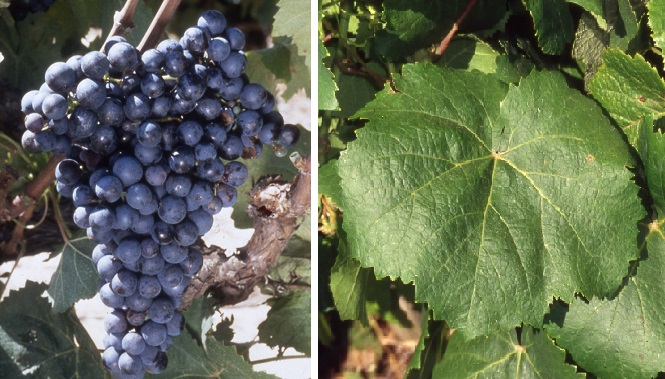 Prunelard - Weintraube und Blatt
