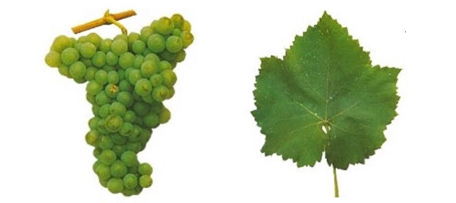 Rabigato - Weintraube und Blatt