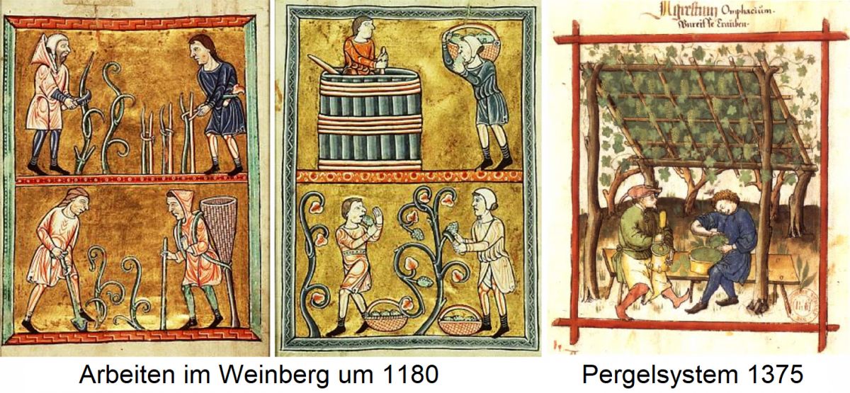 Rasch Johann - Arbeiten im Weinberg 1180 und Pergelsystem 1375
