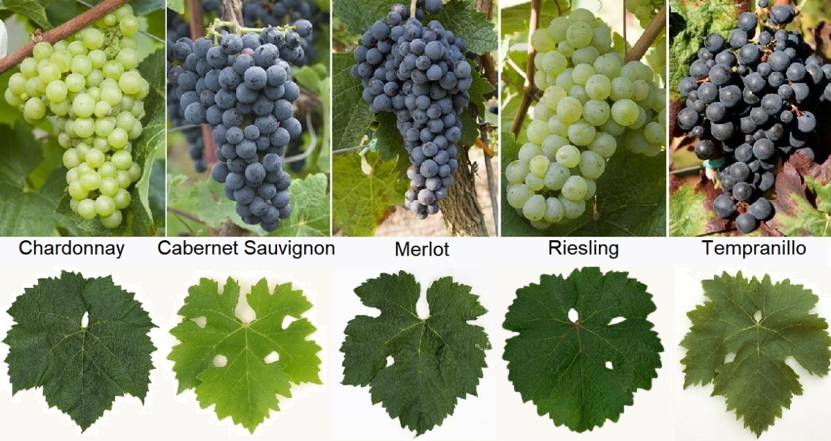 Rebsorten-Bestimmung - 5 Rebsorten plus Blätter (Chardonnay, CS, Merlot, Riesling, Tempranillo