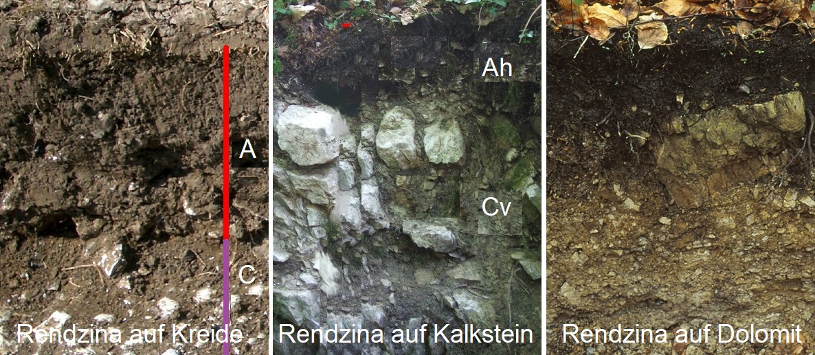 Bodentyp - Rendzina (Kreide, Kalkstein. Dolomit)