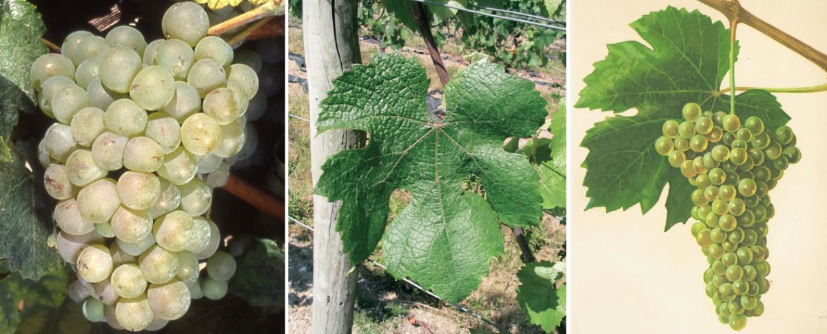 Sacy - Weintraube, Blatt und Graphik von Vermorel & Viala