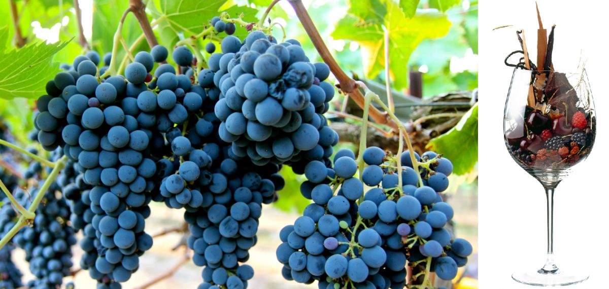 Sangiovese - Weintrauben und Aromen im Glas
